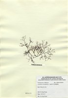 藏品(傘房龍鬚菜)的圖片